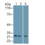 Western Blot; Sample: Lane1: Jurkat cell lysate; Lane2: U937 cell lysate; Lane3: Mouse Cerebrum lysate; Primary Ab: 4ug/ml Rabbit Anti-Mouse Bcl2 Antibody; Second Ab: 0.2µg/mL HRP-Linked Caprine Anti-Rabbit IgG Polyclonal Antibody;