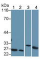 Western Blot; Sample: Lane1: Jurkat cell lysate; Lane2: U937 cell lysate; Lane3: Porcine Pancreas lysate; Lane4: Mouse Pancreas lysate; Primary Ab: 1μg/ml Rabbit Anti-Human Bcl2 Antibody; Second Ab: 0.2µg/mL HRP-Linked Caprine Anti-Rabbit IgG Polyclonal Antibody;