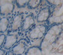 Inducible T-Cell Co Stimulator (Icos) Polyclonal Antibody, Cat#CAU27179