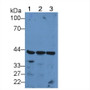 Western Blot; Sample: Lane1: Human Liver lysate; Lane2: Human Hela cell lysate; Lane3: Human ECV304 cell lysate;; Primary Ab: 2µg/mL Rabbit Anti-Human PDHa Antibody; Second Ab: 0.2µg/mL HRP-Linked Caprine Anti-Rabbit IgG Polyclonal Antibody;