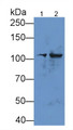 Western Blot; Sample: Lane1: Mouse Cerebrum lysate; Lane2: Mouse Testis lysate; Primary Ab: 2µg/mL Rabbit Anti-Mouse HK1-2 Antibody; Second Ab: 0.2µg/mL HRP-Linked Caprine Anti-Rabbit IgG Polyclonal Antibody;