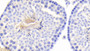 DAB staining on IHC-P; Samples: Mouse Testis Tissue; Primary Ab: 20μg/ml Rabbit Anti-Mouse HK1 Antibody Second Ab: 2µg/mL HRP-Linked Caprine Anti-Rabbit IgG Polyclonal Antibody