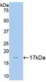 Western Blot; Sample: Recombinant HK1, Human.