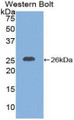 Western Blot; Sample: Recombinant protein.