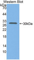 Western Blot; Sample: Recombinant protein.