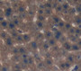 Lipase, Hepatic (Lipc) Polyclonal Antibody, Cat#CAU27194