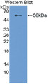 Western Blot; Sample: Recombinant protein.