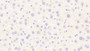 DAB staining on IHC-P; Samples: Mouse Liver Tissue; Primary Ab: 20μg/ml Rabbit Anti-Mouse LIPC Antibody Second Ab: 2µg/mL HRP-Linked Caprine Anti-Rabbit IgG Polyclonal Antibody