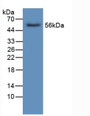 Western Blot; Sample: Human Liver Tissue.