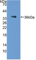 Western Blot; Sample: Recombinant PCX, Rat.