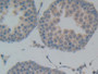 DAB staining on IHC-P; Samples: Rat Testis Tissue.