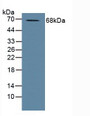 Western Blot; Sample: Human Placenta Tissue.