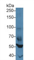 Western Blot; Sample: Mouse Heart lysate; Primary Ab: 3µg/ml Rabbit Anti-Mouse FOXP1 Antibody Second Ab: 0.2µg/mL HRP-Linked Caprine Anti-Rabbit IgG Polyclonal Antibody