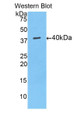 Western Blot; Sample: Recombinant MUC5AC, Mouse.