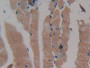 DAB staining on IHC-P; Samples: Mouse Skeletal muscle Tissue