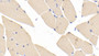 DAB staining on IHC-P; Samples: Mouse Skeletal muscle Tissue; Primary Ab: 20μg/ml Rabbit Anti-Mouse MYH1 Antibody Second Ab: 2µg/mL HRP-Linked Caprine Anti-Rabbit IgG Polyclonal Antibody