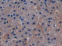 DAB staining on IHC-P; Samples: Rat Adrenal gland Tissue; Primary Ab: 20µg/ml Rabbit Anti-Rat TLR4 Antibody Second Ab: 2µg/mL HRP-Linked Caprine Anti-Rabbit IgG Polyclonal Antibody
