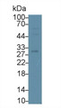 Western Blot; Sample: Human Raji cell lysate; Primary Ab: 1µg/ml Rabbit Anti-Mouse cADPRH Antibody Second Ab: 0.2µg/mL HRP-Linked Caprine Anti-Rabbit IgG Polyclonal Antibody