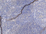 DAB staining on IHC-P; Samples: Human Tonsil Tissue;  Primary Ab: 10µg/ml Rabbit Anti-Human CR2 Anti