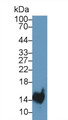 Western Blot; Sample: Rat Stomach lysate; Primary Ab: 1µg/ml Rabbit Anti-Rat TFF2 Antibody Second Ab: 0.2µg/mL HRP-Linked Caprine Anti-Rabbit IgG Polyclonal Antibody