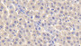 DAB staining on IHC-P; Samples: Rat Liver Tissue; Primary Ab: 20μg/ml Rabbit Anti-Rat TFF2 Antibody Second Ab: 2µg/mL HRP-Linked Caprine Anti-Rabbit IgG Polyclonal Antibody
