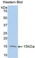 Western Blot; Sample: Recombinant protein.