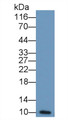 Western Blot; Sample: Recombinant protein.