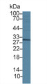 Western Blot; Sample: Porcine Cerebrum lysate; Primary Ab: 5µg/ml Rabbit Anti-Rat DKK1 Antibody Second Ab: 0.2µg/mL HRP-Linked Caprine Anti-Rabbit IgG Polyclonal Antibody