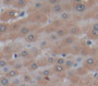 Protein C (Proc) Polyclonal Antibody, Cat#CAU27254