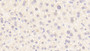 DAB staining on IHC-P; Samples: Mouse Liver Tissue;  Primary Ab: 20μg/ml Rabbit Anti-Mouse PROC Antibody Second Ab: 2µg/mL HRP-Linked Caprine Anti-Rabbit IgG Polyclonal Antibody 