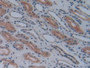 Figure. DAB staining on IHC-P; Samples: Human Kidney Tissue.