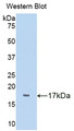 Western Blot; Sample: Recombinant protein.