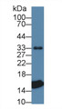 Western Blot; Sample: Porcine Heart lysate; Primary Ab: 1µg/ml Rabbit Anti-Porcine TTR Antibody Second Ab: 0.2µg/mL HRP-Linked Caprine Anti-Rabbit IgG Polyclonal Antibody