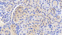 DAB staining on IHC-P; Samples: Porcine Kidney Tissue; Primary Ab: 20μg/ml Rabbit Anti-Porcine TTR Antibody Second Ab: 2µg/mL HRP-Linked Caprine Anti-Rabbit IgG Polyclonal Antibody