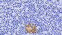 DAB staining on IHC-P; Samples: Porcine Pancreas Tissue;  Primary Ab: 20μg/ml Rabbit Anti-Porcine TTR Antibody Second Ab: 2µg/mL HRP-Linked Caprine Anti-Rabbit IgG Polyclonal Antibody 