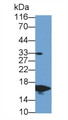 Western Blot; Sample: Recombinant TTR, Human.