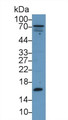 Western Blot; Sample: Human 293T cell lysate; Primary Ab: 1µg/ml Rabbit Anti-Gallus TTR Antibody Second Ab: 0.2µg/mL HRP-Linked Caprine Anti-Rabbit IgG Polyclonal Antibody