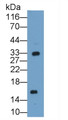 Western Blot; Sample: Recombinant protein.