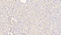 DAB staining on IHC-P; Samples: Bovine Liver Tissue; Primary Ab: 20μg/ml Rabbit Anti-Bovine TTR Antibody Second Ab: 2µg/mL HRP-Linked Caprine Anti-Rabbit IgG Polyclonal Antibody