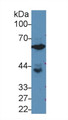 Western Blot; Sample: Human PC3 cell lysate; Primary Ab: 3µg/ml Rabbit Anti-Rat GPI Antibody Second Ab: 0.2µg/mL HRP-Linked Caprine Anti-Rabbit IgG Polyclonal Antibody