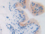 DAB staining on IHC-P; Samples: Mouse Vas Deferens Tissue)