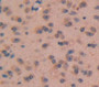 C-Type Natriuretic Peptide (Cnp) Polyclonal Antibody, Cat#CAU27282