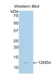 Western Blot; Sample: Recombinant protein.