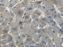 DAB staining on IHC-P; Samples: Human Liver Tissue;  Primary Ab: 20µg/ml Rabbit Anti-Human CNP Antib
