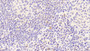 DAB staining on IHC-P; Samples: Human Spleen Tissue;  Primary Ab: 20μg/ml Rabbit Anti-Human bACE1 Antibody Second Ab: 2µg/mL HRP-Linked Caprine Anti-Rabbit IgG Polyclonal Antibody 