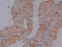 DAB staining on IHC-P; Samples: Mouse Skeletal muscle Tissue