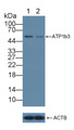 Knockout Varification: ; Lane 1: Wild-type A431 cell lysate; ; Lane 2: ATP1b3 knockout A431 cell lysate; ; Predicted MW: 32kd ; Observed MW: 55kd; Primary Ab: 5µg/ml Rabbit Anti-Human ATP1b3 Antibody; Second Ab: 0.2µg/mL HRP-Linked Caprine Anti-Rabbit IgG Polyclonal Antibody;