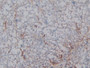 DAB staining on IHC-P; Samples: Rat Spinal cord Tissue; Primary Ab: 10µg/ml Rabbit Anti-Rat HPA Antibody Second Ab: 2µg/mL HRP-Linked Caprine Anti-Rabbit IgG Polyclonal Antibody