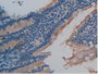 DAB staining on IHC-P; Samples: Rat Intestine Tissue.