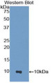 Western Blot; Sample: Recombinant protein.